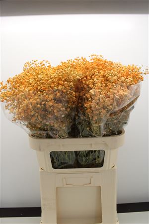 Gyps Grof Apricot