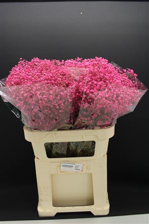 Gyps Grof Fuchsia