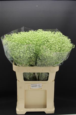 Gyps Grof Mint Groen