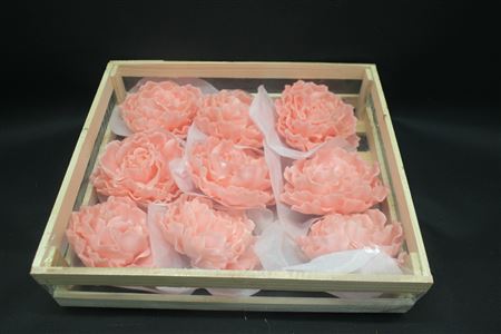 Wax Pioen Rosa