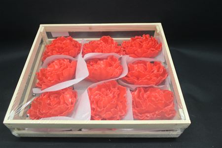 Wax Pioen Rood