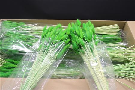Dried Lagurus Olive Green Per Bunch 60cm 100gram