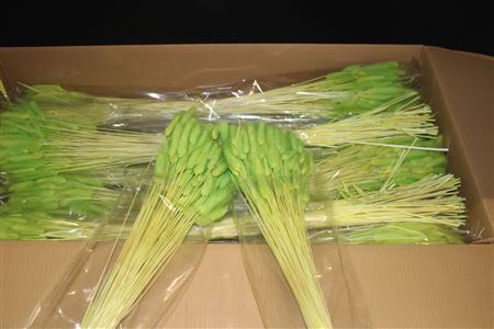Dried Lagurus Light Green Per Bunch 60cm 100gram
