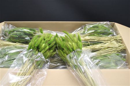 Droog Lagurus Moss Green 60cm 100gram