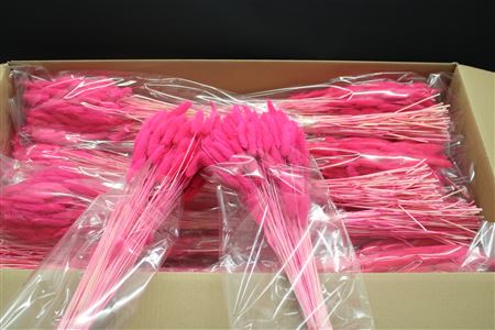 Lagurus Dried Fuchsia Per Bunch 60cm 100gram
