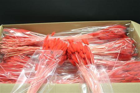 Dried Lagurus Light Red Per Bunch 60cm 100gram
