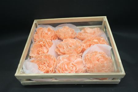 Wax Pioen Zalm