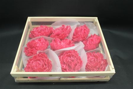 Wax Pioen Cerise