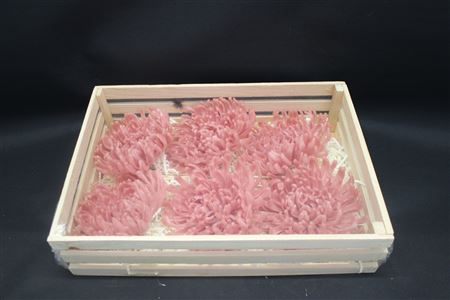 Wax Chrysant Zalm