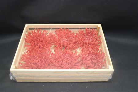 Wax Chrysant Rood
