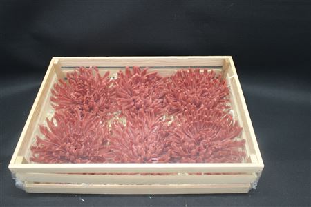 Wax Chrysant Caramel