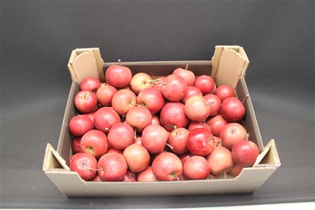 Sierappel Malus