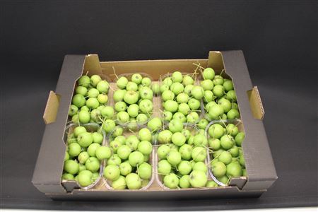 Sierappel Malus