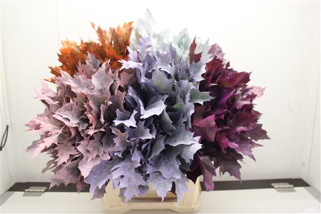 Quercus Rubra Dyed Fall Asst 60cm