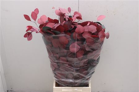 G-populus Gestabiliseerd Mix