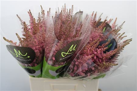 Astil C Vi Pink