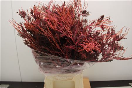 Mimosa Baleyana