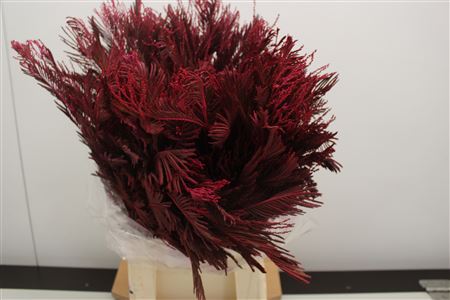 Mimosa Baleyana