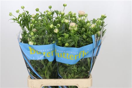 Ran Butterfl Ariadne