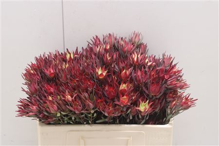 Leucadendron Sal Blush