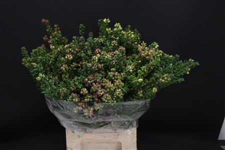 Myrthe Tarantino Fleuri