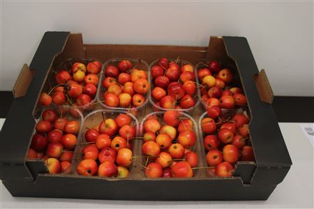 Malus (PER Tray)