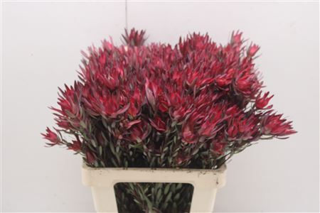 Leucadendron Sal Blush