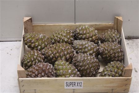 Tulipa Bolray Ice 824gram