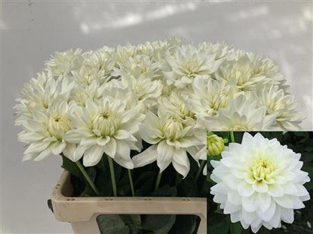 Dahlia Maarten Zwaan 60cm