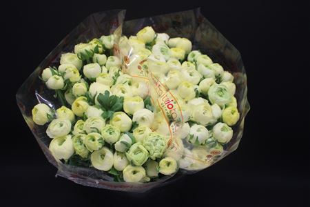 Ranunculus Elegance Creme 40cm