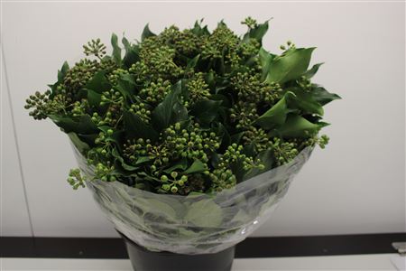 Cutgreens Hedera Berry Per Bunch 50cm 400gram
