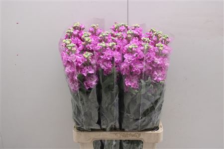 Matth Iron Pink