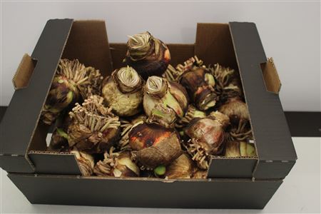 Dried/preserved Flowers Misc