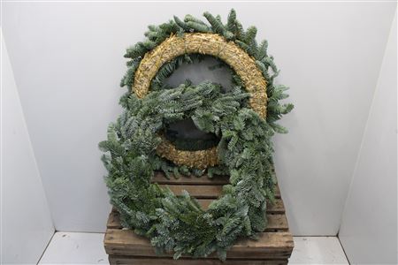 Abies Nobilis Blue 50cm