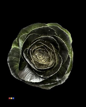 Brassica Painted 60cm