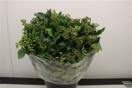 Cutgreens Hedera Berry Per Bunch 50cm 400gram