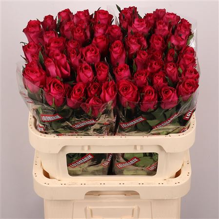 Rosa Madam Cerice 80cm