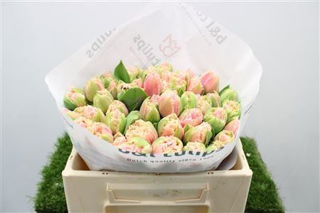 Tulipa Frilled Queensland 34cm 36gram