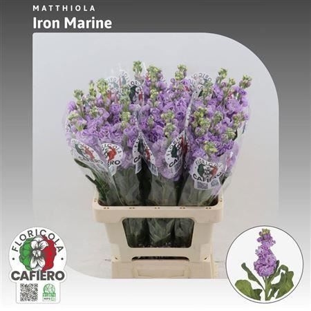 Matth Iron Marine