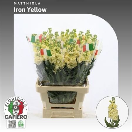 Matth Iron Yellow