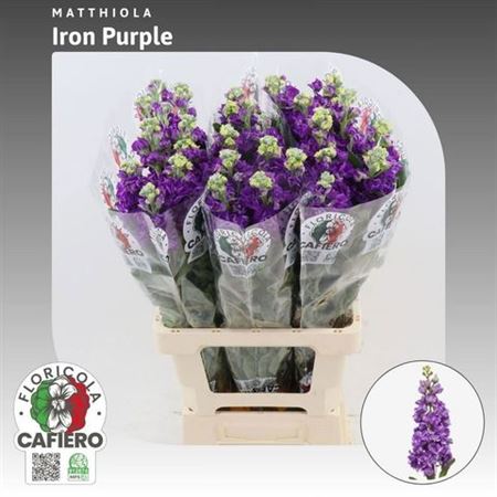Matth Iron Purple