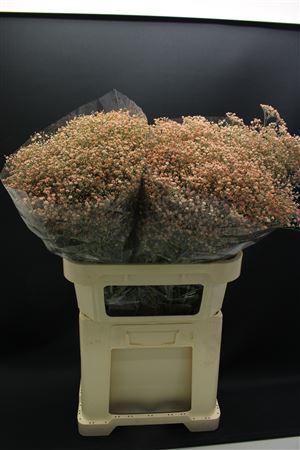 Gyps Fijn Apricot