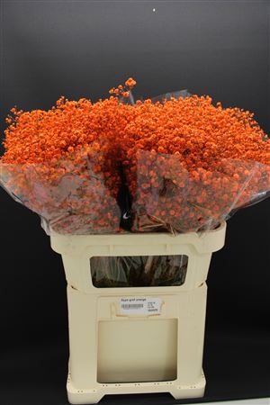 Gyps Grof Oranje