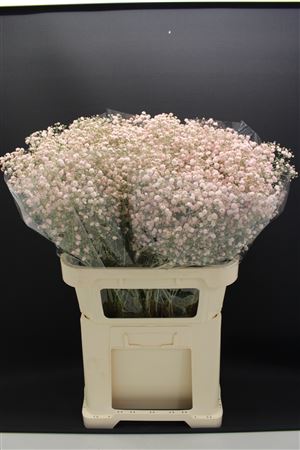 Gyps Grof Licht Rose