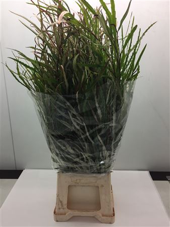 Grevi Asplenifolia