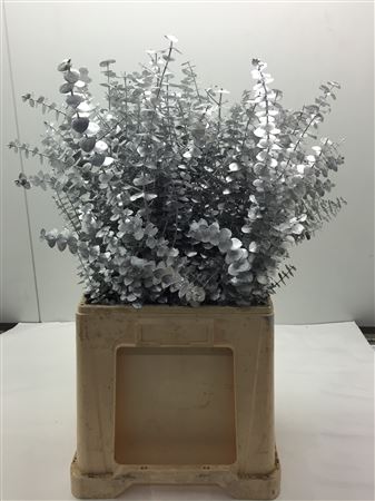 Baby Bl Zilver