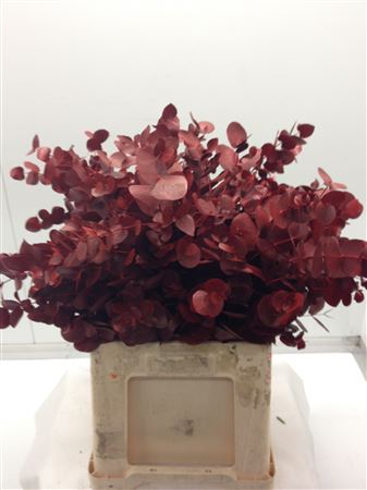 Euc Cinerea V Rood