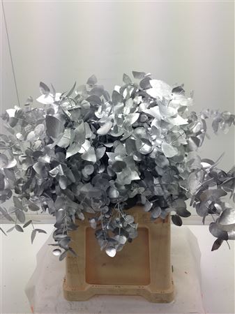 Euc Cinerea V Zilver
