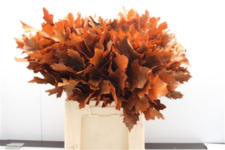 Quercus Rubra Dyed Orange 60cm