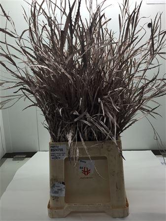 Grevilea Champagne